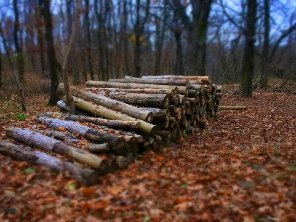 Приемат заявки за дърва за огрев за следващата зима