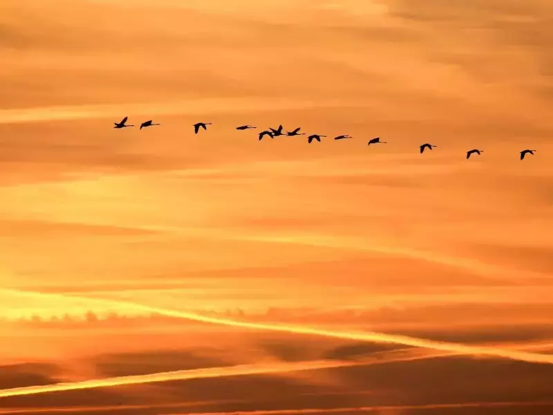 Нови четири вида птици зимуват по водоемите в Шуменско, показаха данните от 48-ото преброяване