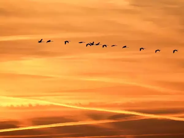 Нови четири вида птици зимуват по водоемите в Шуменско, показаха данните от 48-ото преброяване