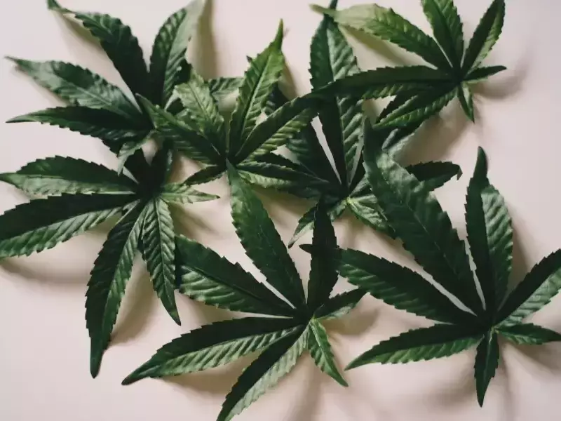 Където е текло, пак ще тече..! Рецидив с наркопроизводство в „Дивдядово“