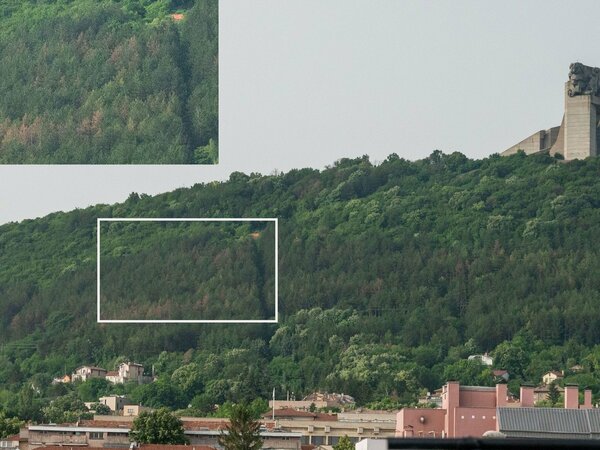 Боровете на Шуменското плато съхнат заради вид гъба