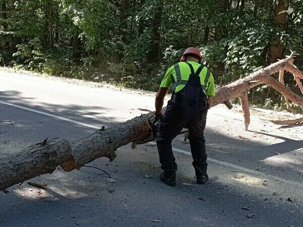 Горски отстраниха опасни дървета