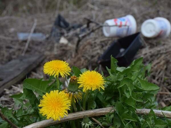 Община Никола Козлево се присъединява към кампанията „Да изчистим България заедно“