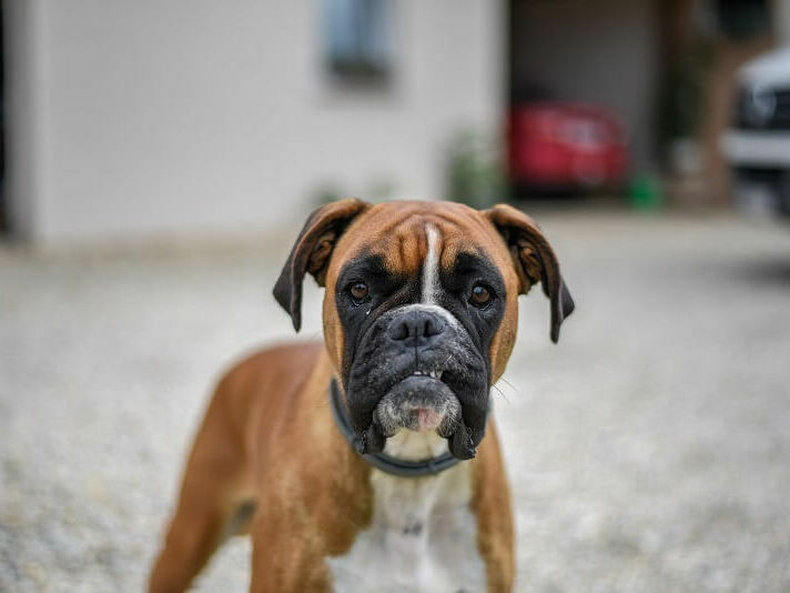 Домашно куче нахапа шуменка