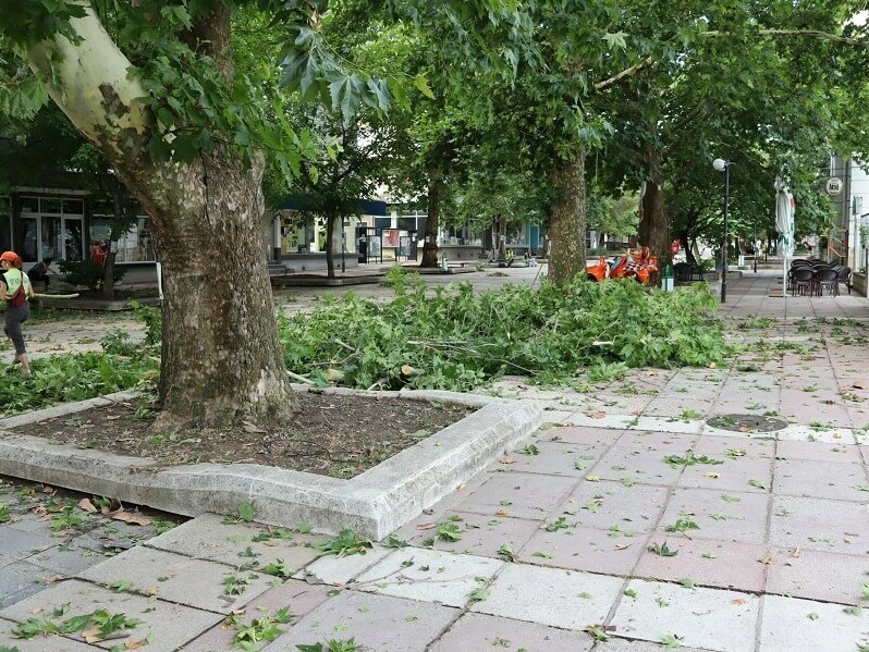 Паднали дървета заради силния вятър