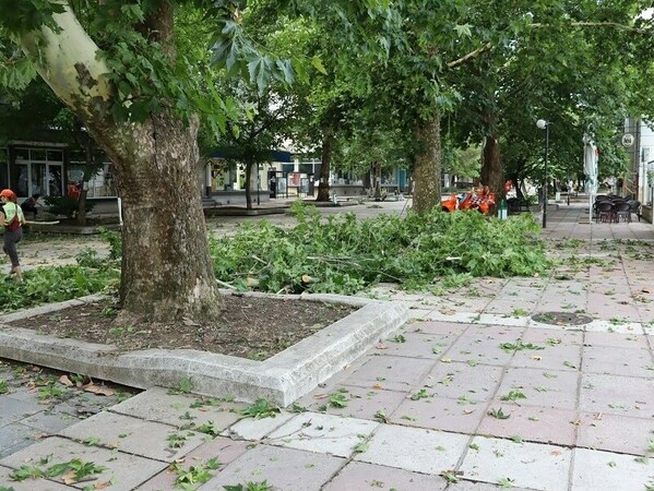 Паднали дървета заради силния вятър