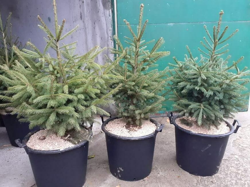 Живо дръвче за Коледа