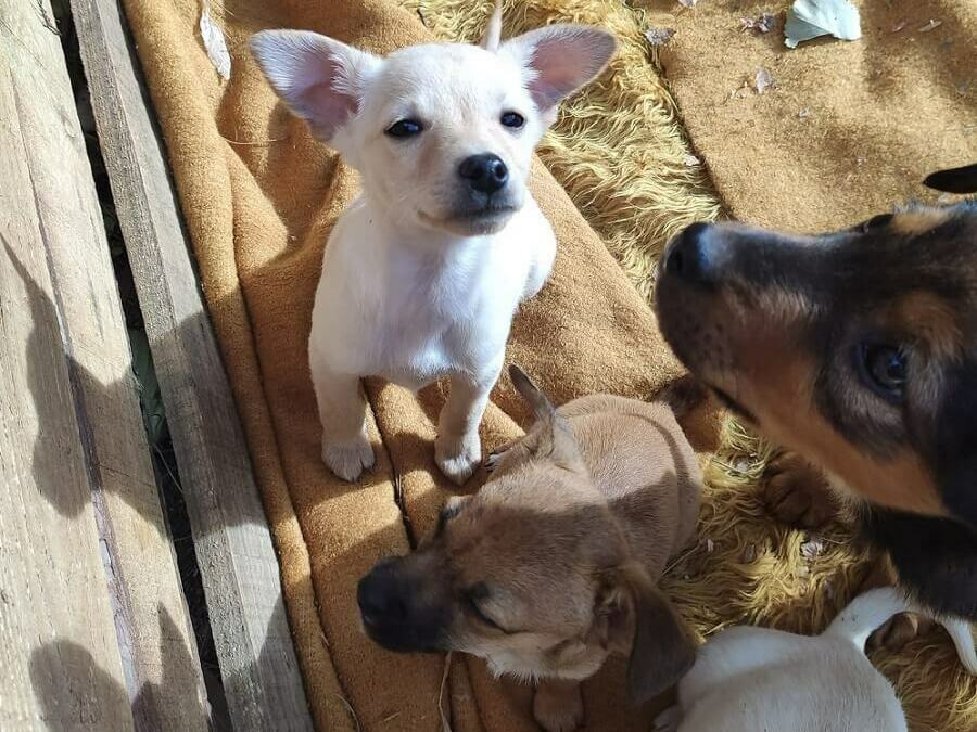 Приютът във Велики Преслав с призив за помощ