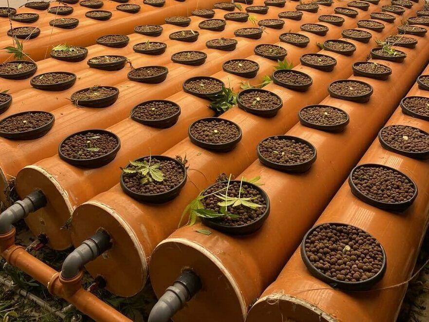 Заловиха шуменец в наркооранжерия във Варна