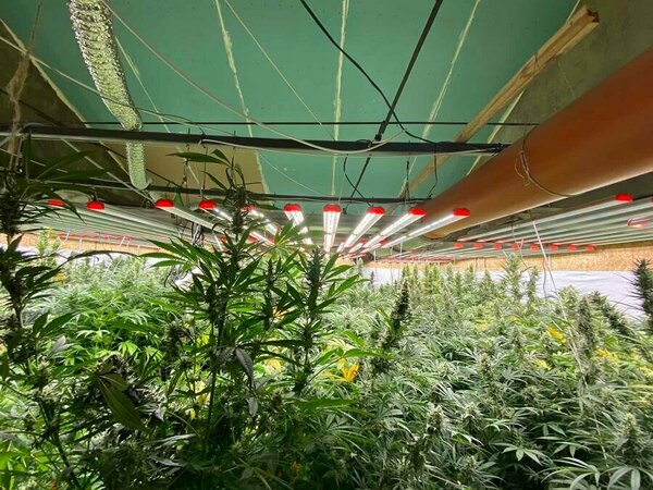 Мъжът, отглеждал марихуана във Варна, остава в ареста