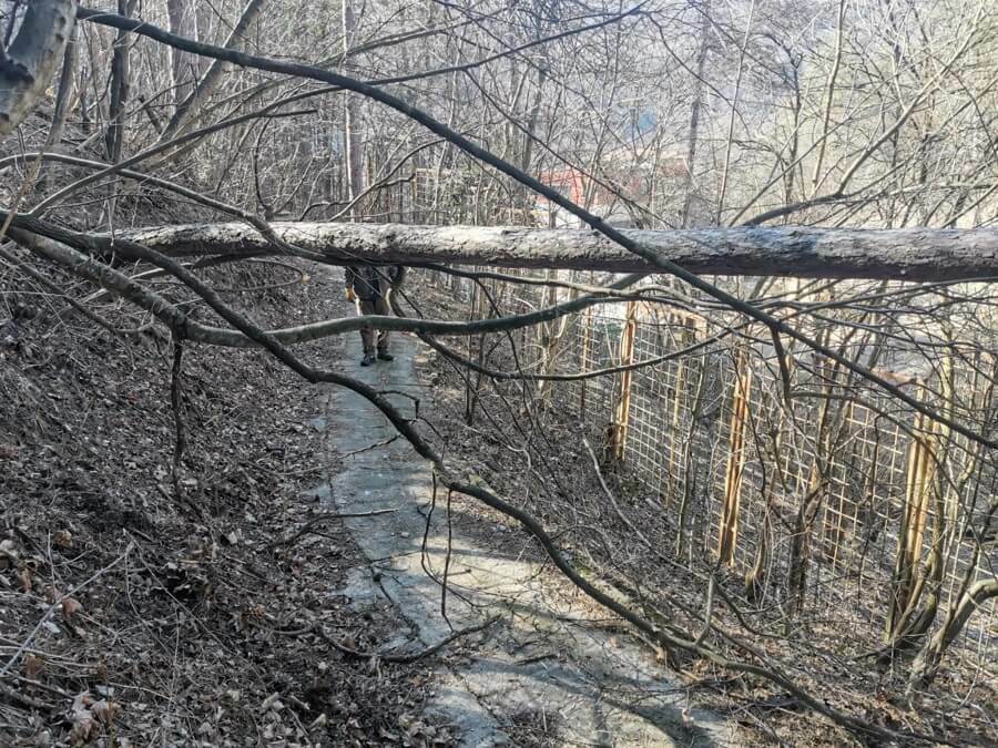 Отстраниха паднали дървета на платото