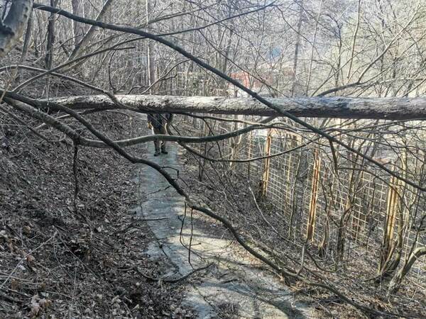 Отстраниха паднали дървета на платото
