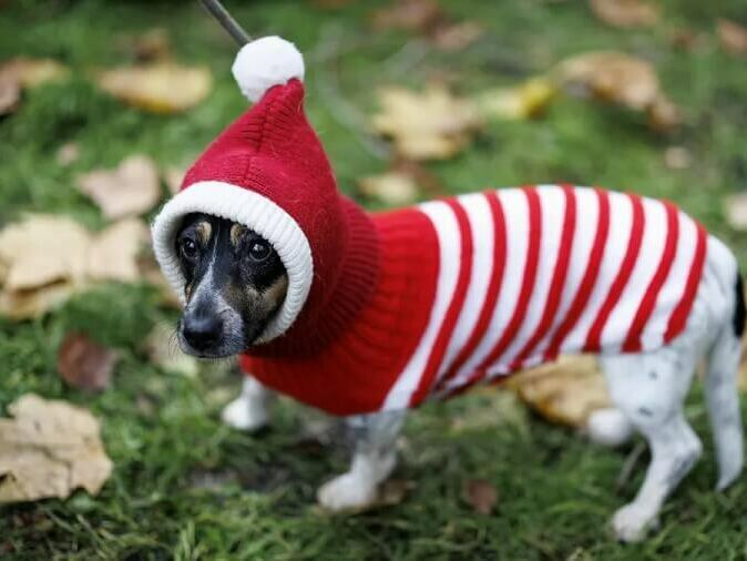 Безплатен чип и ваксина при регистрация на куче