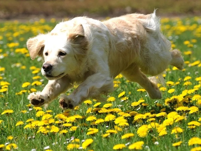 Награда при регистрация на куче