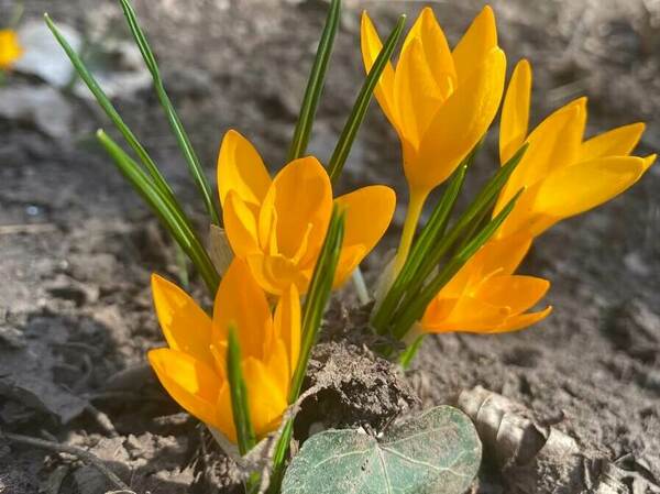 Глоби за бране на пролетни цветя