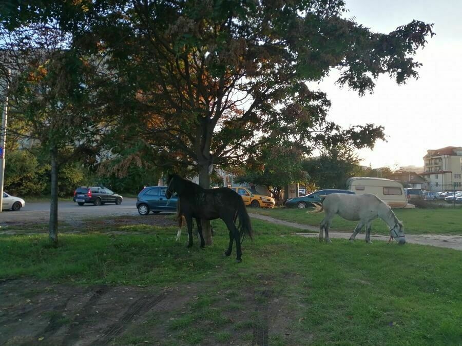 Полицията на среща с животновъди