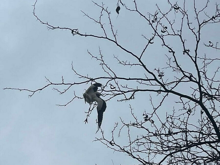 Спасиха щъркел, заклещен в клони на дърво