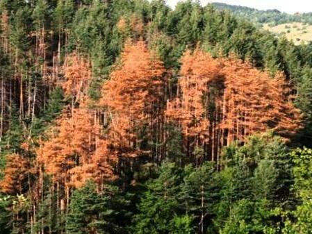 Започна премахването на изсъхналите борове