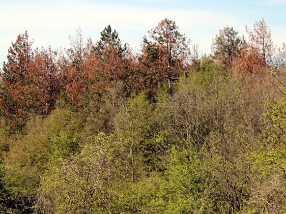 Заменят изсъхналите борове с широколистни видове