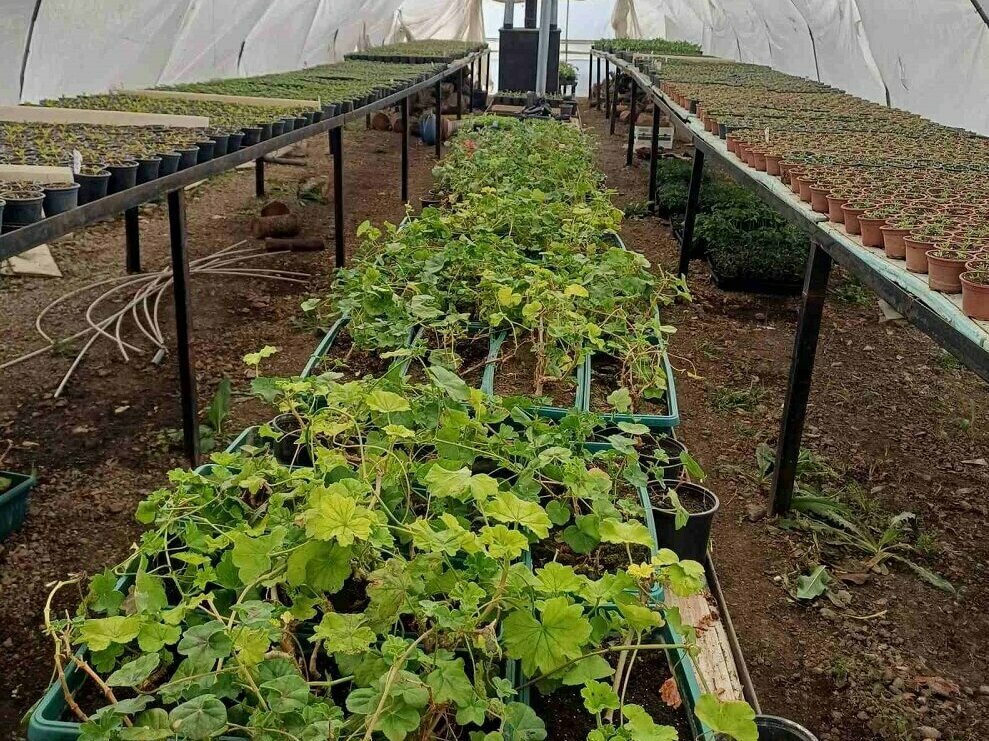 Садят хиляди стръкове цветя в началото на май