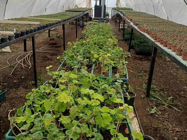 Садят хиляди стръкове цветя в началото на май