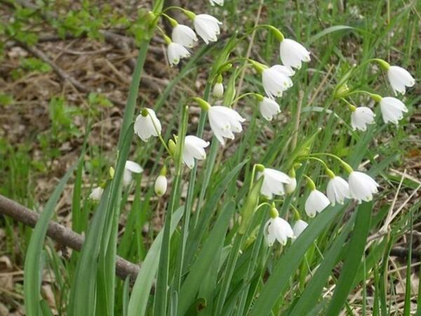 Забраняват брането на блатно кокиче край Кочово и Осмар