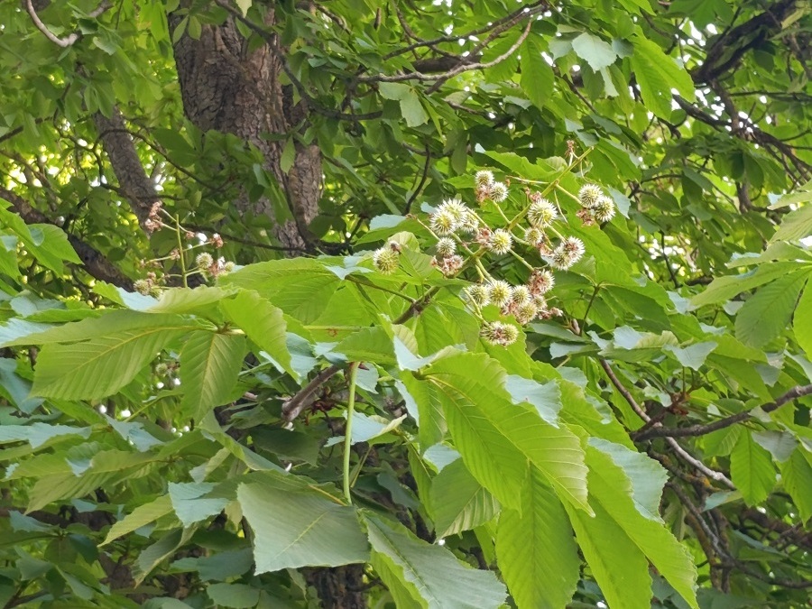 Обработки срещу кърлежи и срещу кестенов молец