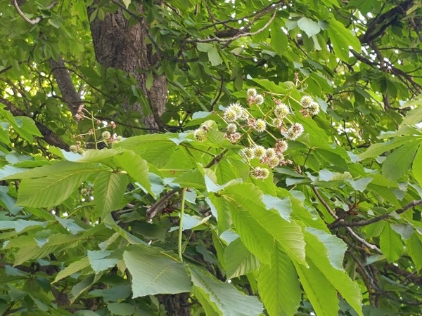 Обработки срещу кърлежи и срещу кестенов молец