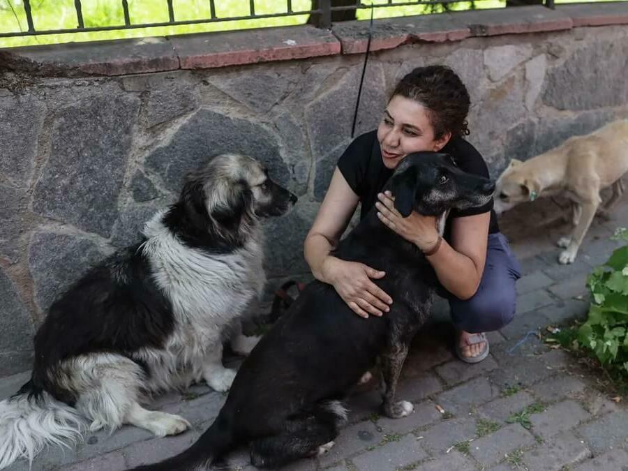 Обучен екип ще кастрира бездомни кучета в Нови пазар