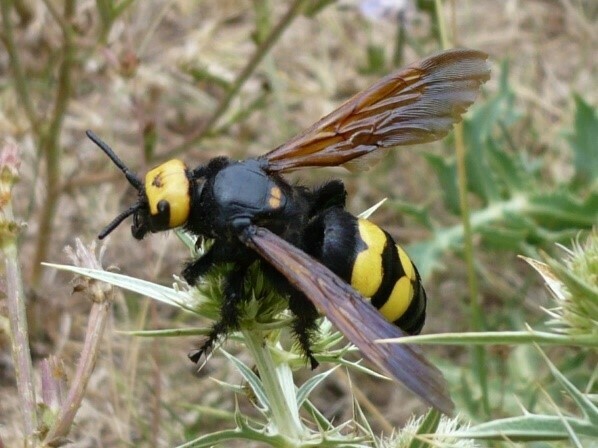 Общината след сигнали: В Шумен няма стършели