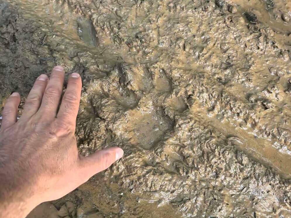 Експерти: Вероятно хищникът обитава Платото от седмици