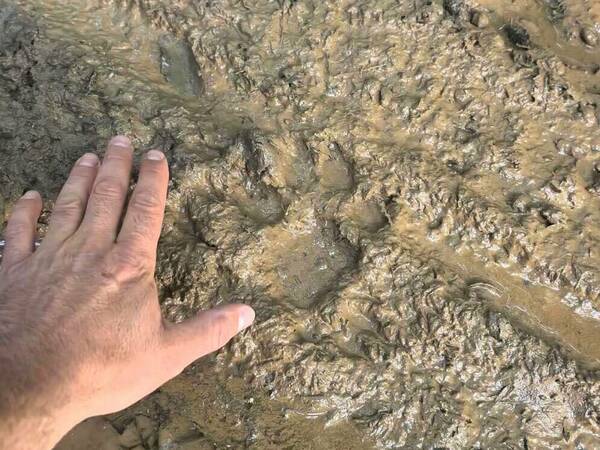 Експерти: Вероятно хищникът обитава Платото от седмици