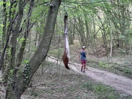 На разходка с куче край поставени примамки за хищник