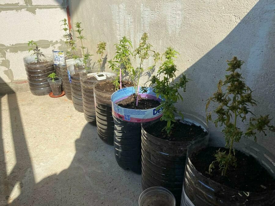 Мъж си отглежда канабис на терасата