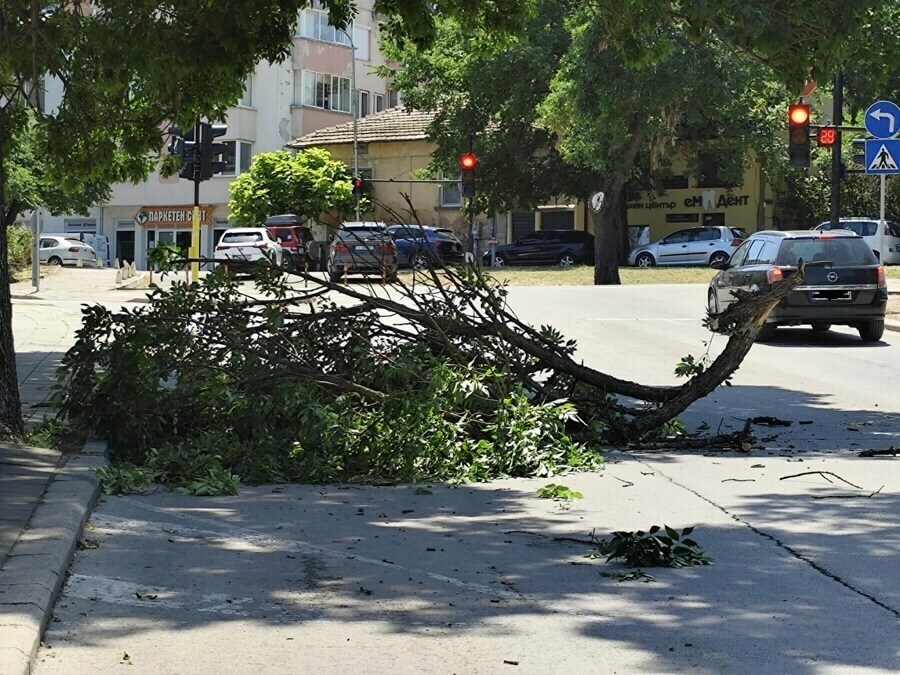 Клон на ул. „Карел Шкорпил“ затруднява движението