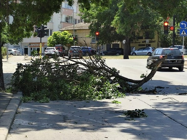 Клон на ул. „Карел Шкорпил“ затруднява движението