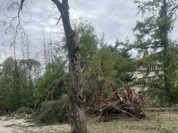 Премахват около 70 опасни дървета