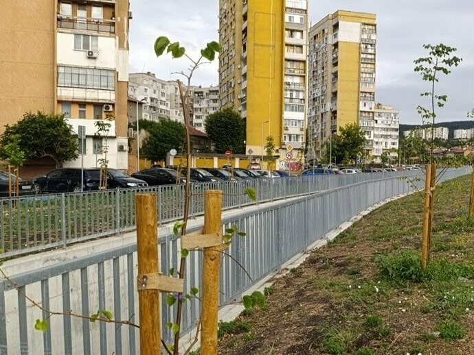 Фиданки на мястото на премахнати дървета