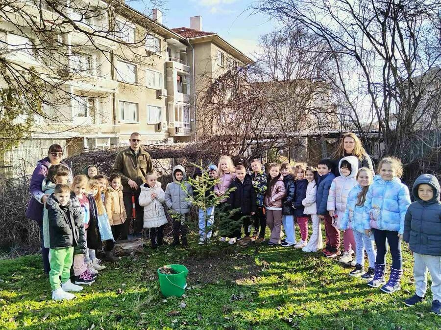 Нов живот за коледните дръвчета
