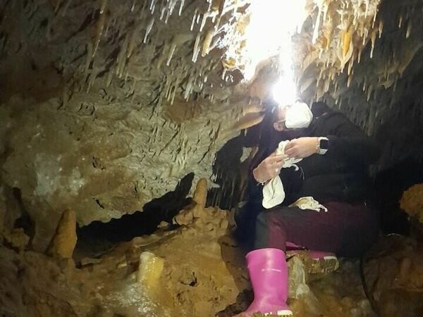 Засякоха рядък вид прилеп в „Бисерна“