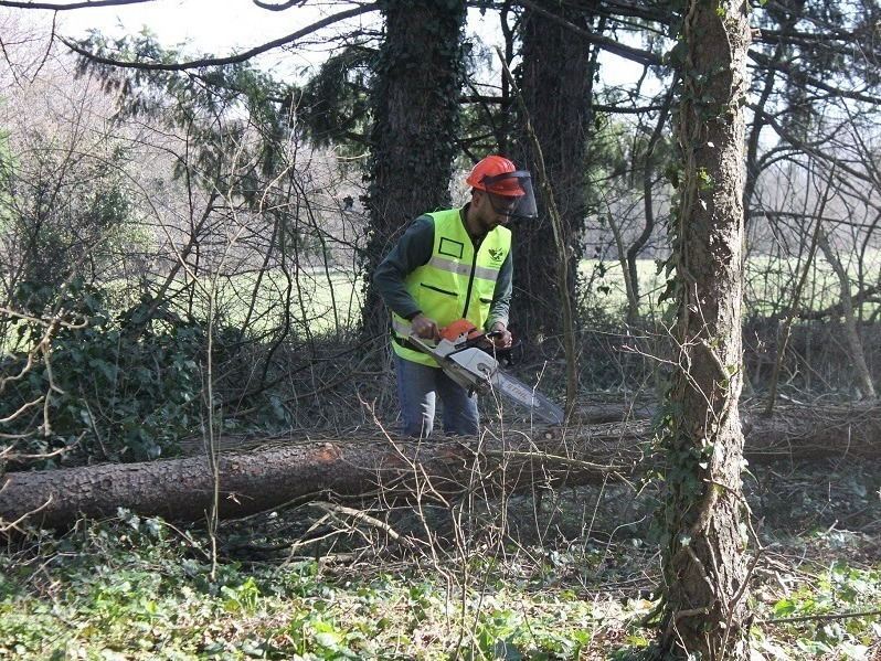Премахват изсъхнали дървета на Платото