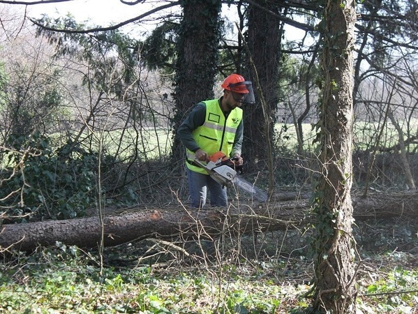 Премахват изсъхнали дървета на Платото