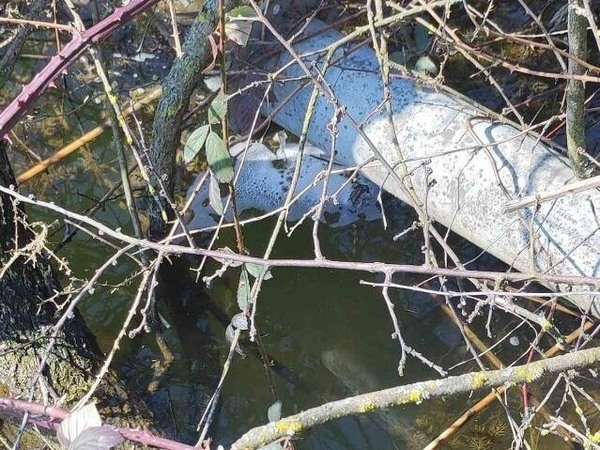 Проверяват сигнал за мъртва риба в яз. „Дибич“  