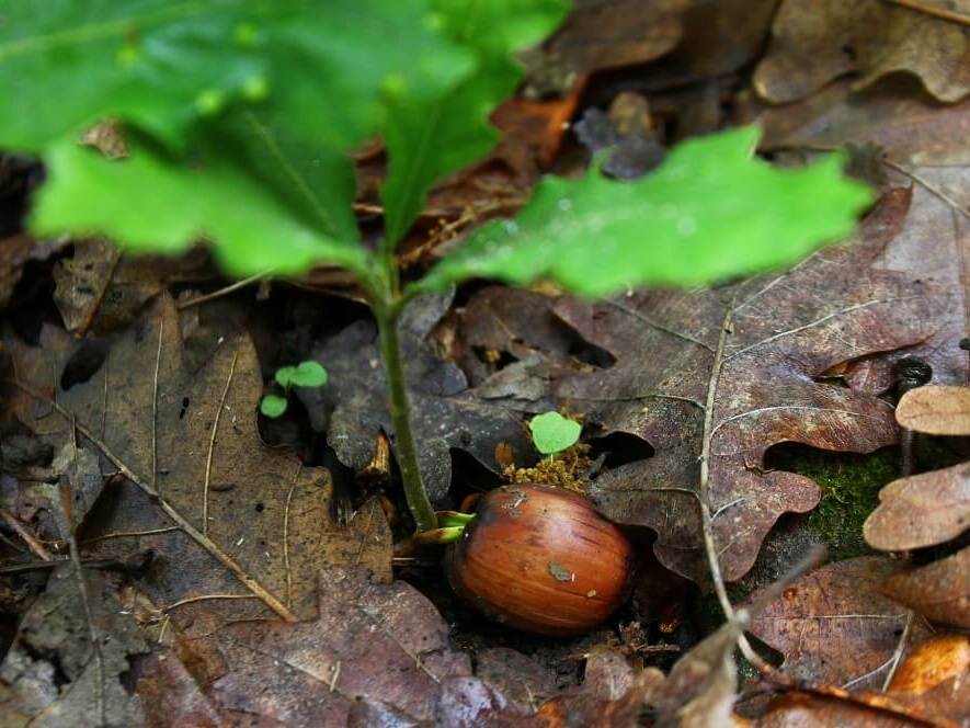 Залесяват хиляди фиданки в Седмицата на гората