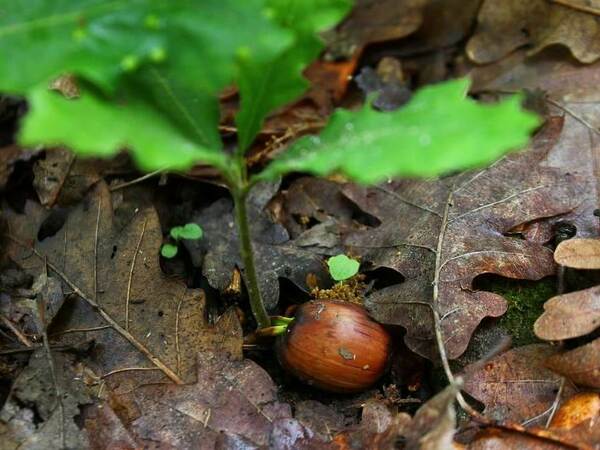 Залесяват хиляди фиданки в Седмицата на гората