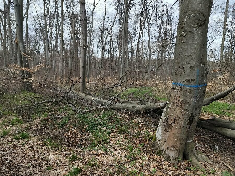 Съхненето на дървета на Платото продължава