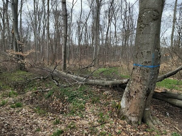 Съхненето на дървета на Платото продължава