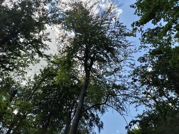 Съхненето вече засяга и широколистните видове